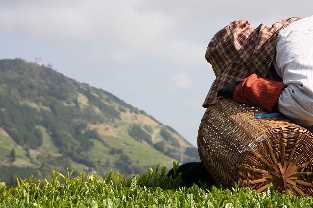 茶摘み風景1