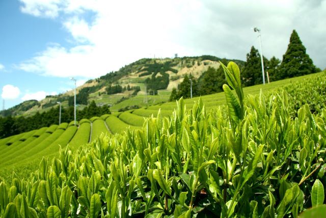 茶園画像