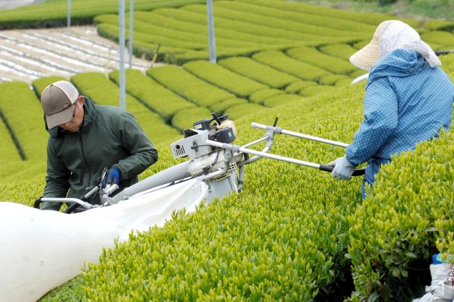 業務用のお茶を通販産地直送