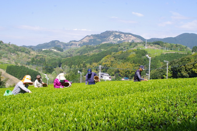 山東茶業組合茶園